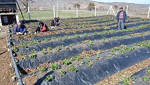 Çilek üreticileri yeni sezon için hazırlıklara başladı