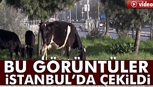 İstanbul'un göbeğinde başıboş inekler şaşırttı