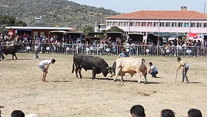 Ege’de boğalar arenaya indi