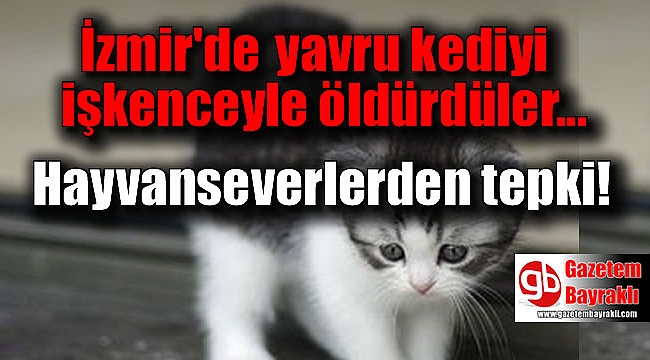 İzmir'de kedi vahşeti