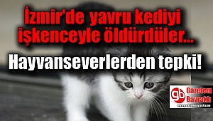 İzmir'de kedi vahşeti