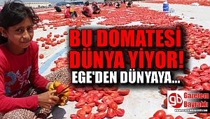 Bu domatesi Dünya yiyor