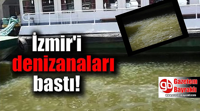İzmir'i denizanaları bastı
