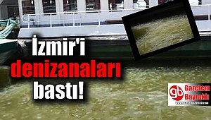 İzmir'i denizanaları bastı