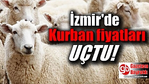Kurbanlıklar otomobil fiyatına satılıyor
