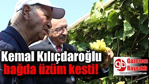 Kılıçdaroğlu bağda üzüm kesti