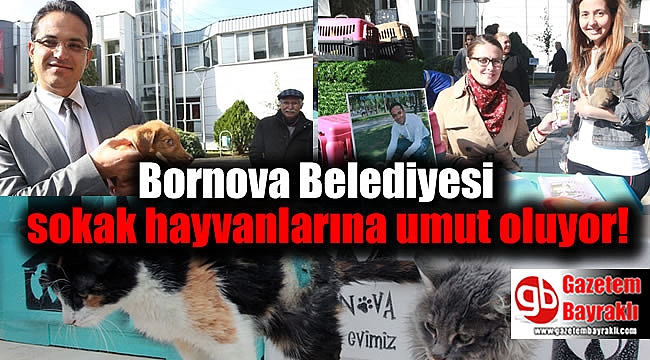 Bornova Belediyesi sokak hayvanlarına umut oluyor