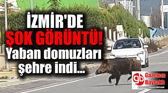 İzmir'de şehre inen yaban domuzları korkuttu