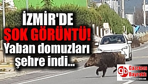 İzmir'de şehre inen yaban domuzları korkuttu