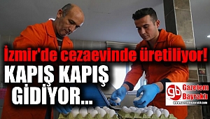 İzmir'deki cezaevinde doğal yumurta ve tavuk üretimi