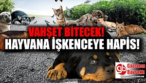 Hayvana işkenceye hapis