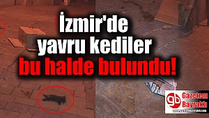 İzmir'de yavru kediler ölü bulundu