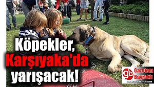 Köpekler, Karşıyaka'da yarışacak