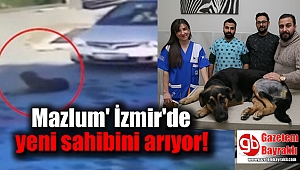 Mazlum İzmir'de yeni sahibini arıyor
