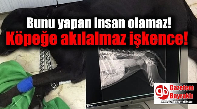 Bunu yapan insan olamaz : Köpeğe akılalmaz işkence