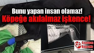 Bunu yapan insan olamaz : Köpeğe akılalmaz işkence