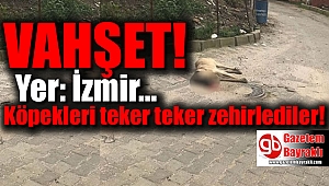 İzmir'de köpekleri teker teker zehirlediler