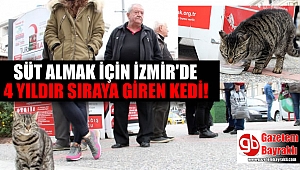 İzmirli kedi 4 yıldır süt almak için sıraya giriyor