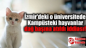 Kampüsteki hayvanlar dağ başına atıldı iddiası