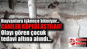 Yine hayvana İşkence :İzmir'de bir köpek boynundan iple asılı halde ölü bulundu
