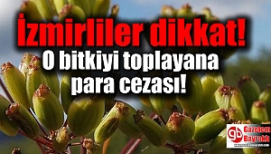 İzmirliler dikkat o bitkiyi toplayana para cezası