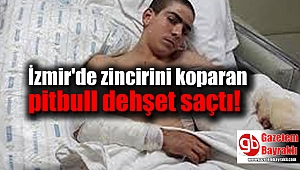 Zincirini Koparan Pitbull Dehşet Saçtı
