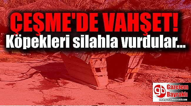 Çeşme'de köpeklere silahlı saldırı