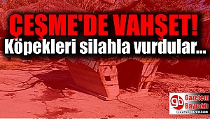 Çeşme'de köpeklere silahlı saldırı