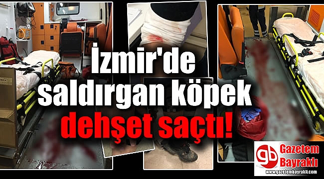 İzmir'de saldırgan köpek dehşet saçtı