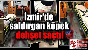 İzmir'de saldırgan köpek dehşet saçtı