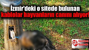 İzmir'de açıkta bulunan elektrik kabloları hayvanların canını aldı
