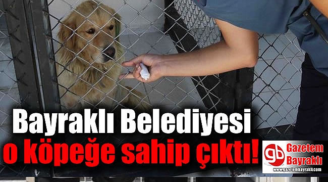 Eziyet edilen o köpeğe Bayraklı Belediyesi sahip çıktı