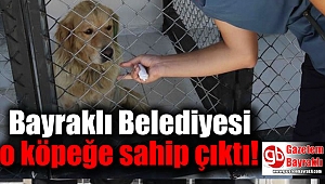 Eziyet edilen o köpeğe Bayraklı Belediyesi sahip çıktı