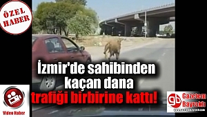 İzmir'de sahibinden kaçan dana trafiği birbirine kattı