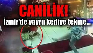İzmir'de yavru kediye tekmeli saldırı