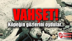 Vahşet: Köpeğin gözlerini oydular