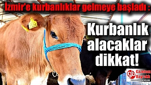 İzmir'e kurbanlıklar gelmeye başladı : Kurbanlık alacaklar dikkat
