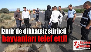 İzmir'de dikkatsiz sürücü hayvanları telef etti