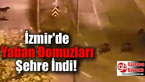 İzmir'de Yaban Domuzları Şehre İndi