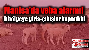 Manisa’da veba alarmı