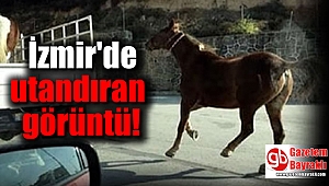 İzmir'de atı kamyonetin kasasına bağlayıp koşturttu
