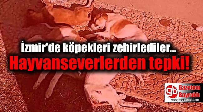 İzmir'de Köpeklerin Zehirlenerek Öldürüldüğü İddiasına Hayvanseverlerden Tepki