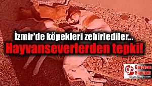 İzmir'de Köpeklerin Zehirlenerek Öldürüldüğü İddiasına Hayvanseverlerden Tepki
