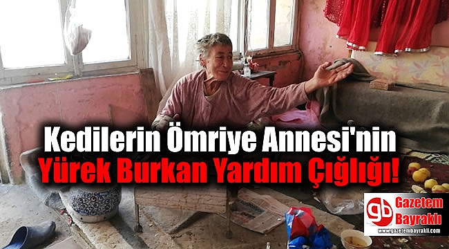 Kedilerin Ömriye Annesi'nin Yürek Burkan Yardım Çığlığı