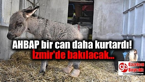 Ölmek üzere olan sıpa, AHBAP sayesinde İzmir'de yaşama tutunacak