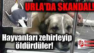 Urla'da Zehirli Makarna Yiyen 3 Köpek ile 1 Martı Telef Oldu