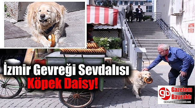 İzmir Gevreği Sevdalısı Köpek Daisy