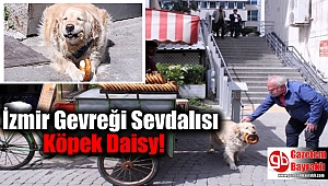 İzmir Gevreği Sevdalısı Köpek Daisy