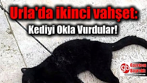 Urla'da ikinci vahşet: Kediyi Okla Vurdular