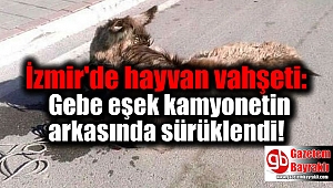 İzmir'de hayvan vahşeti: Gebe eşek kamyonetin arkasında sürüklendi